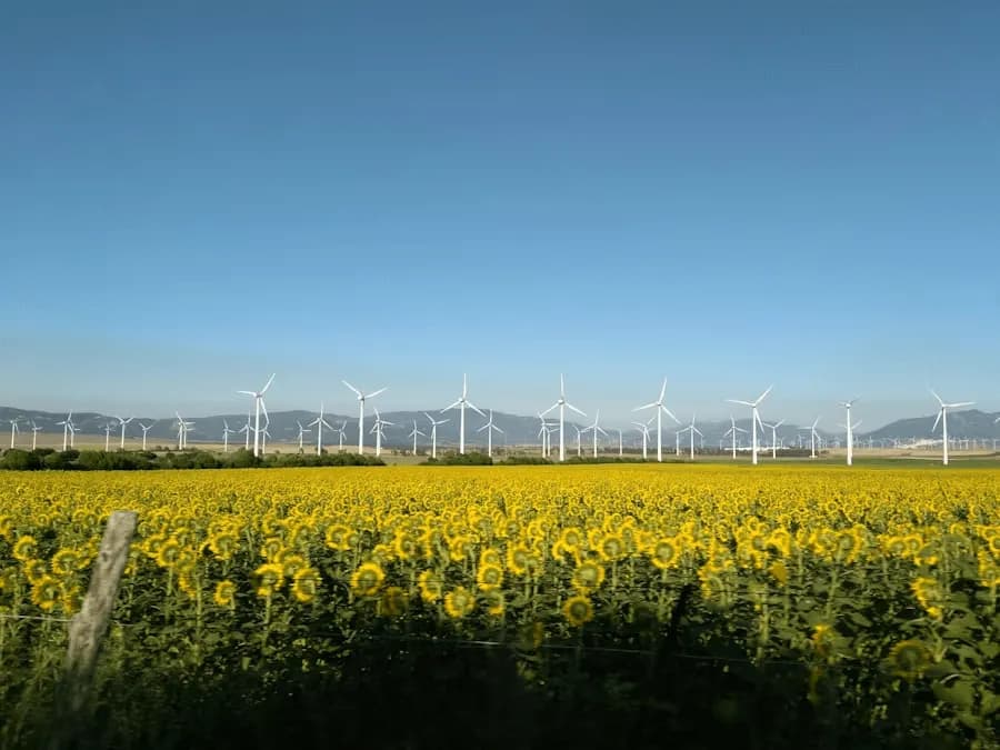 Girasoles y aerogeneradores en España